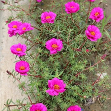 Purslane Seeds - Verdseeds