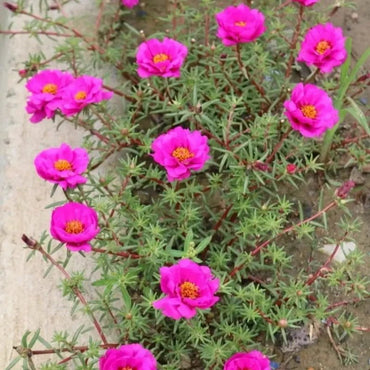 Purslane Seeds - Verdseeds