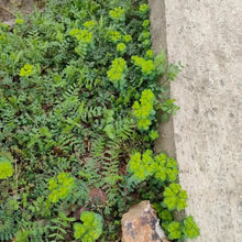 Purslane Seeds - Verdseeds