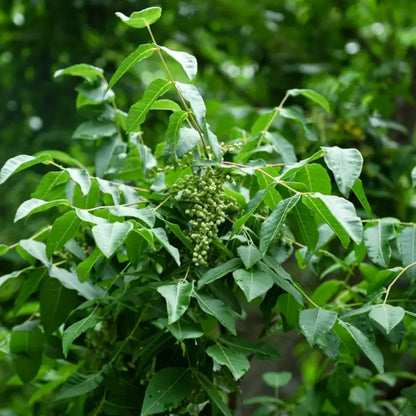 Chinese Lacquer Tree Seeds