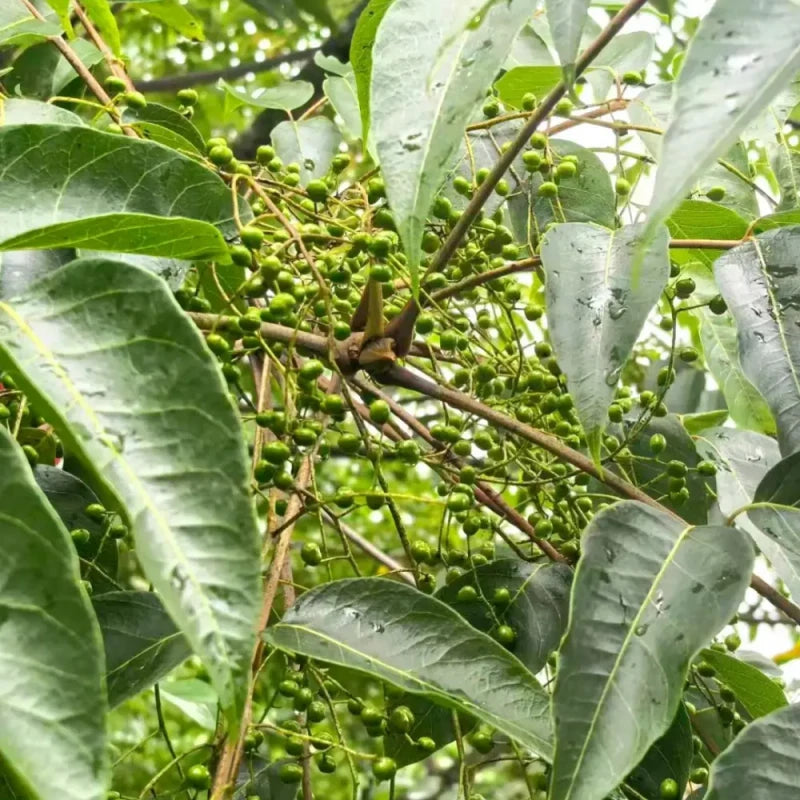Chinese Lacquer Tree Seeds
