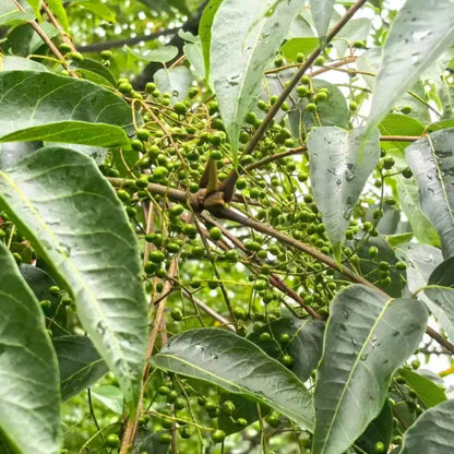 Chinese Lacquer Tree Seeds