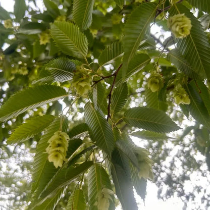 Heartleaf Hornbeam Seeds
