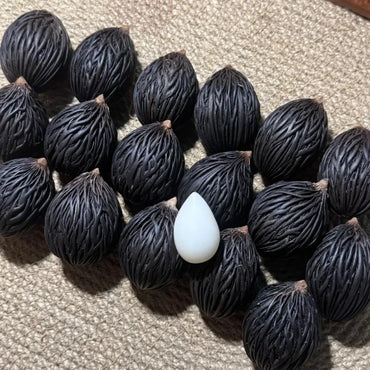 Foxtail Palm Seeds