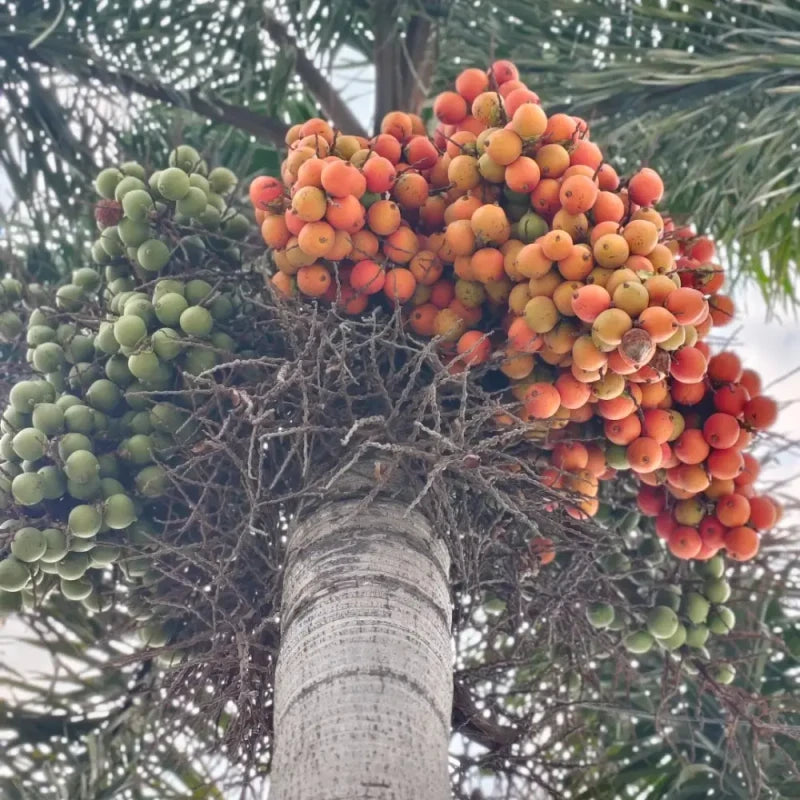 Foxtail Palm Seeds