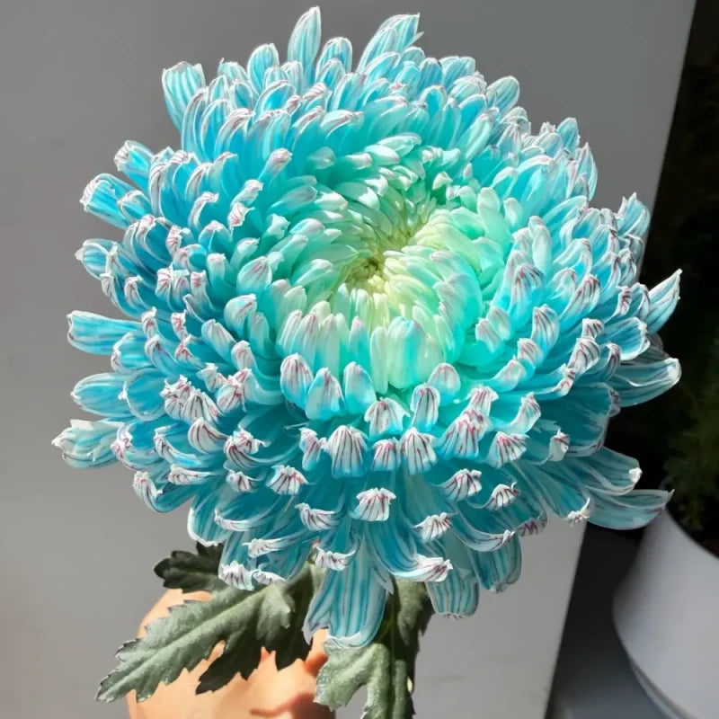 Blue Double Chrysanthemum Seeds