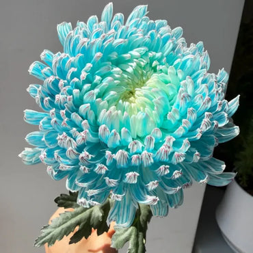 Blue Double Chrysanthemum Seeds