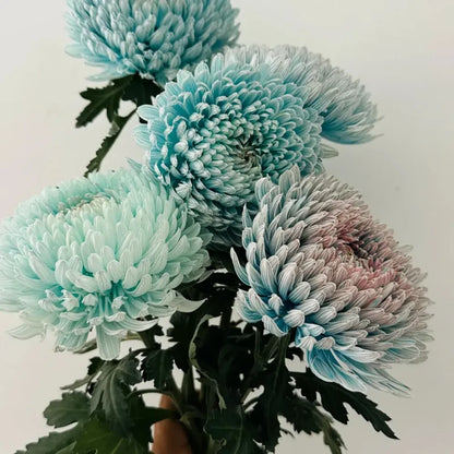 Blue Double Chrysanthemum Seeds