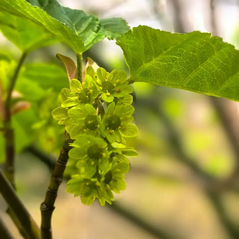 David's Maple Seeds
