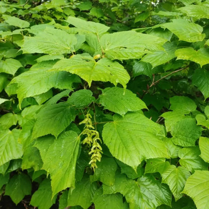 David's Maple Seeds