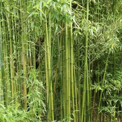 Green Bamboo Seeds