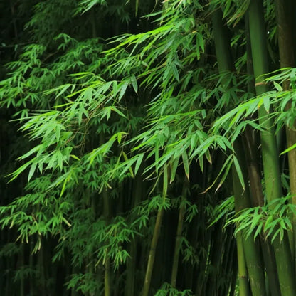 Green Bamboo Seeds