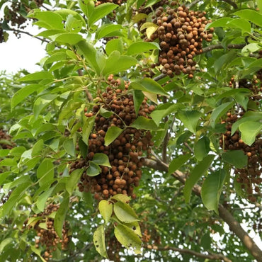 Autumn Maple Seeds