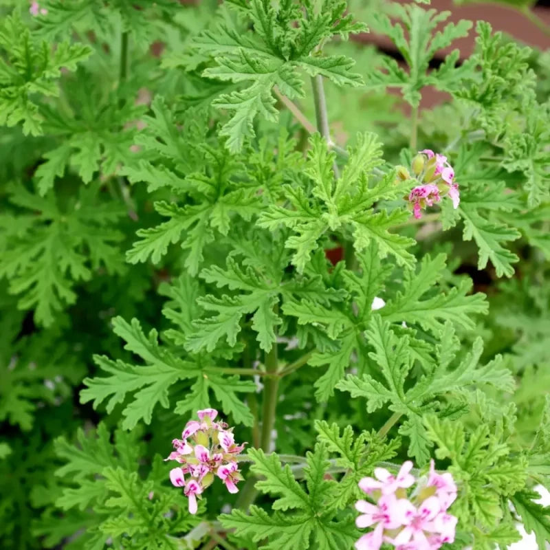 Mosquito Plant Seeds
