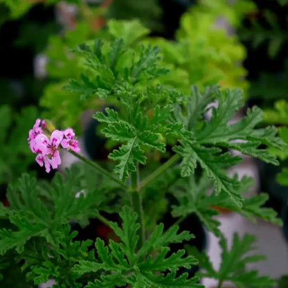 Mosquito Plant Seeds