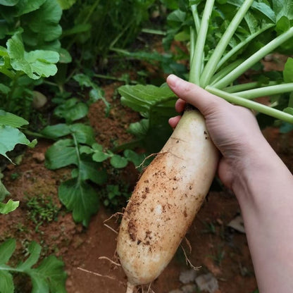 Radish Seeds - Verdseeds