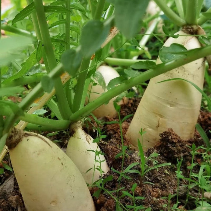 Radish Seeds - Verdseeds