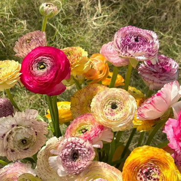 Rainbow Ranunculus Seeds - Verdseeds