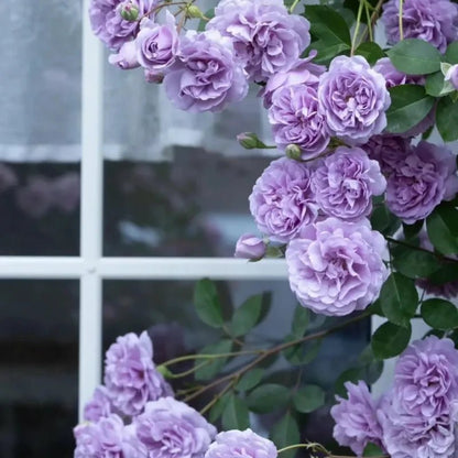 Rainy Blue Rose Seeds - Verdseeds