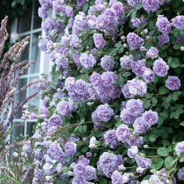 Rainy Blue Rose Seeds - Verdseeds