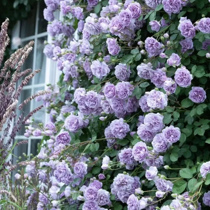 Rainy Blue Rose Seeds - Verdseeds