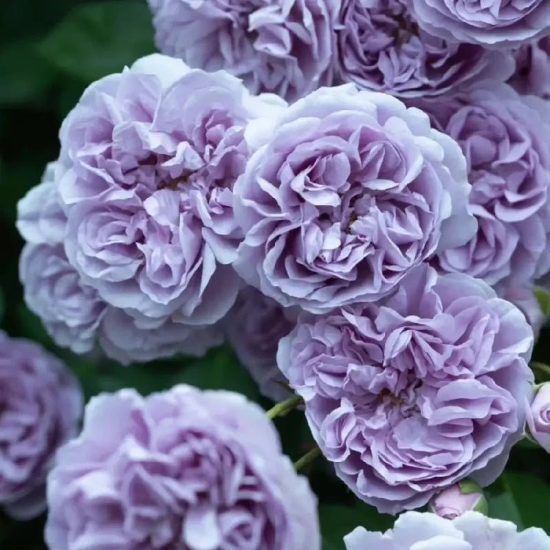 Rainy Blue Rose Seeds - Verdseeds