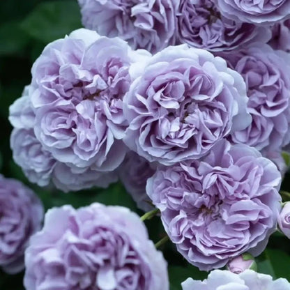 Rainy Blue Rose Seeds - Verdseeds