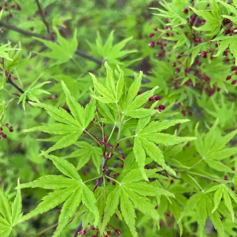 Rattlepod Seeds - Verdseeds