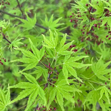 Rattlepod Seeds - Verdseeds