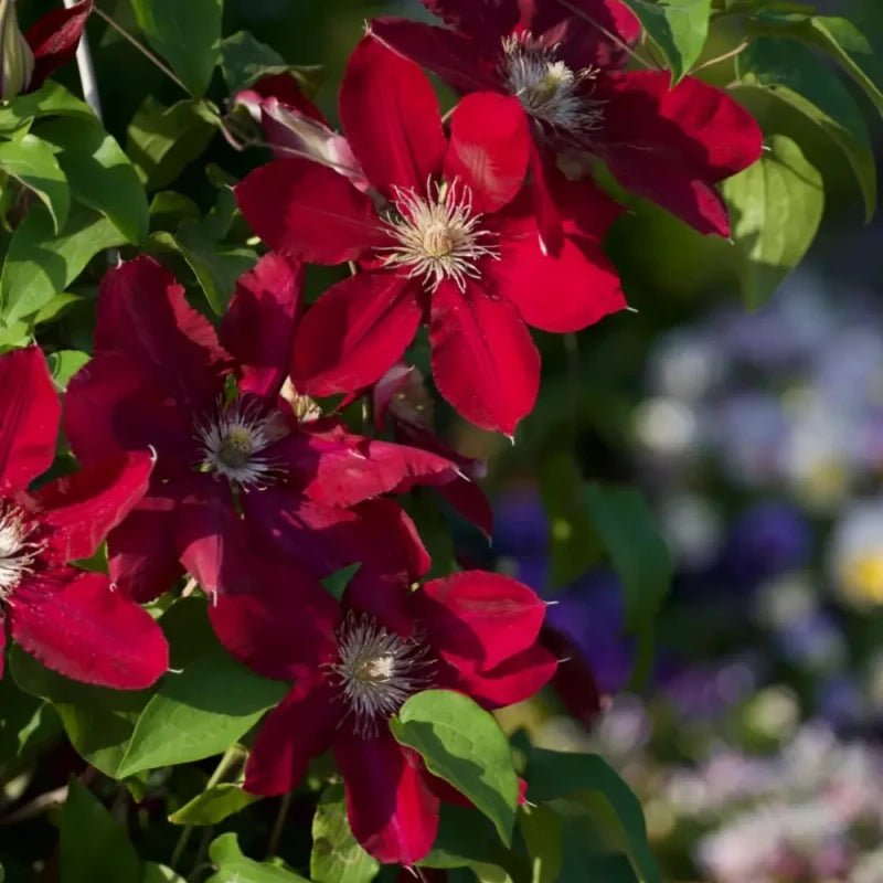 Rebecca Clematis Seeds - Verdseeds