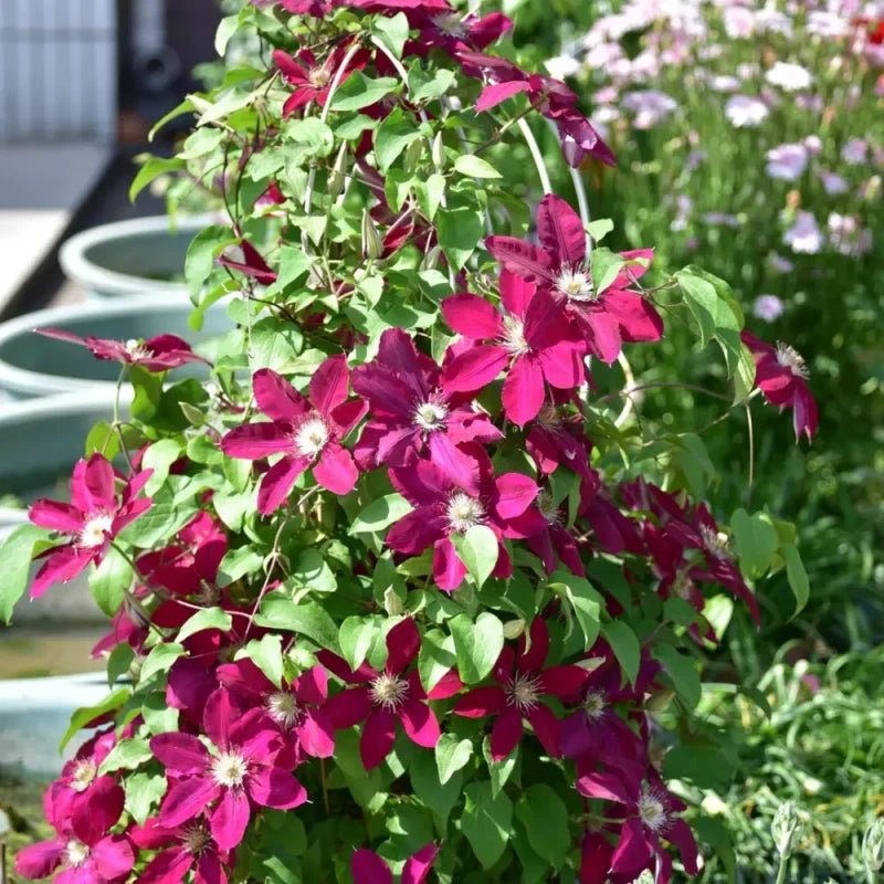 Rebecca Clematis Seeds - Verdseeds
