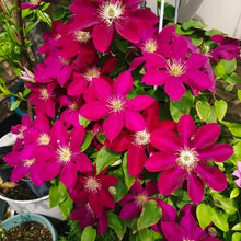 Rebecca Clematis Seeds - Verdseeds