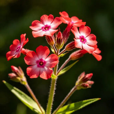 Red Alpine Forget - me - not Seeds - Verdseeds
