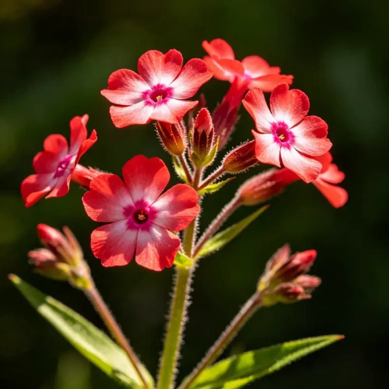 Red Alpine Forget - me - not Seeds - Verdseeds
