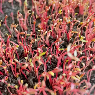 Red Amaranth Seedlings Seeds - Verdseeds