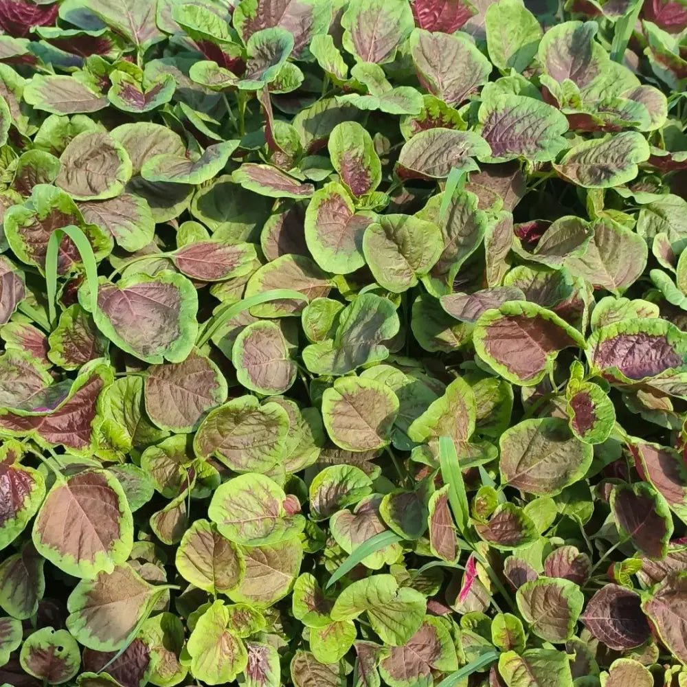 Red Amaranth Seeds - Verdseeds
