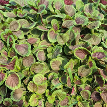 Red Amaranth Seeds - Verdseeds