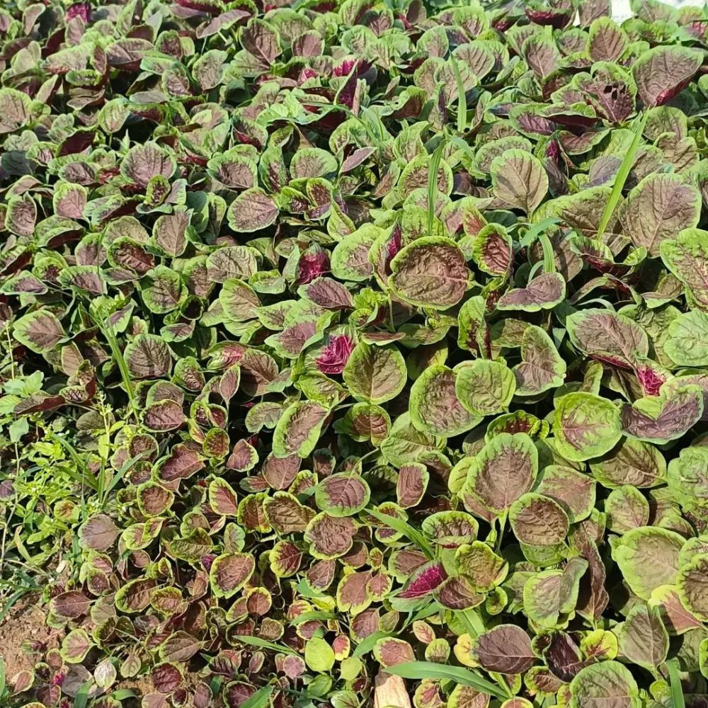 Red Amaranth Seeds - Verdseeds
