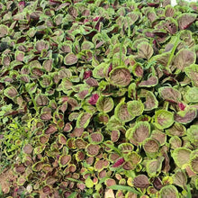 Red Amaranth Seeds - Verdseeds