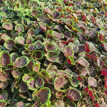 Red Amaranth Seeds - Verdseeds