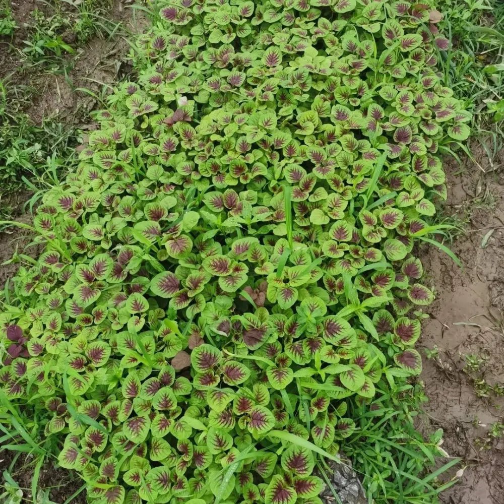 Red Amaranth Seeds - Verdseeds