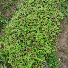 Red Amaranth Seeds - Verdseeds