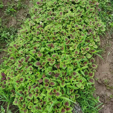 Red Amaranth Seeds - Verdseeds