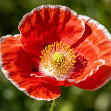 Red and white border Poppy Seeds - Verdseeds