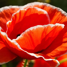 Red and white border Poppy Seeds - Verdseeds