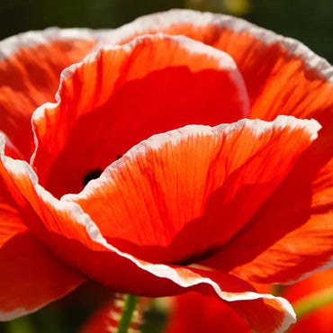 Red and white border Poppy Seeds - Verdseeds