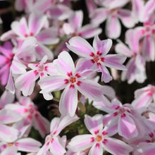 Red and White Creeping Phlox Seeds - Verdseeds