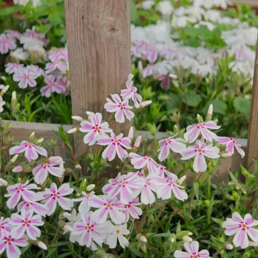 Red and White Creeping Phlox Seeds - Verdseeds