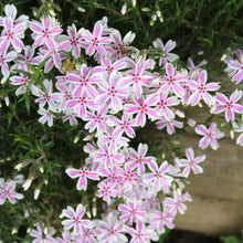 Red and White Creeping Phlox Seeds - Verdseeds