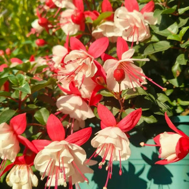 Red and White Fuchsia Seeds - Verdseeds